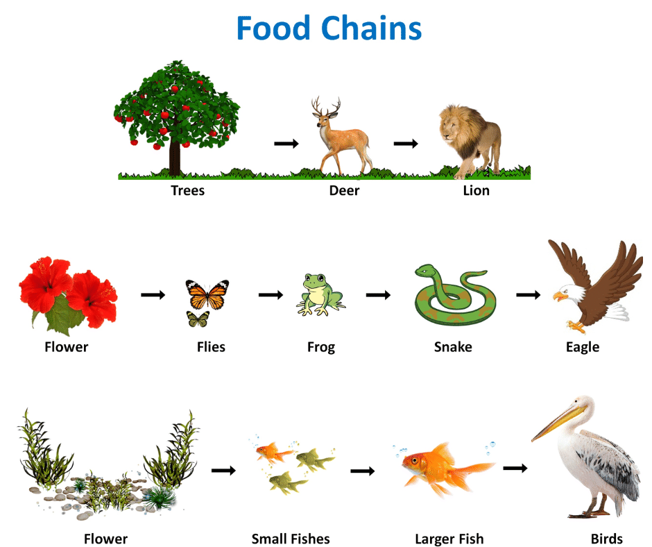 Our Environment Class 10 Notes Science Chapter 13 Free PDF