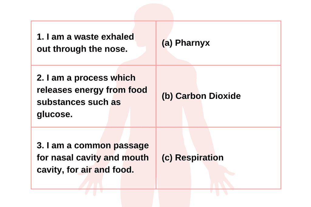 Worksheet Solutions: From Tasting to Digesting 1 EVS Class 5 PDF Worksheet Solutions: From Tasting to Digesting 1 EVS Class 5 PDF