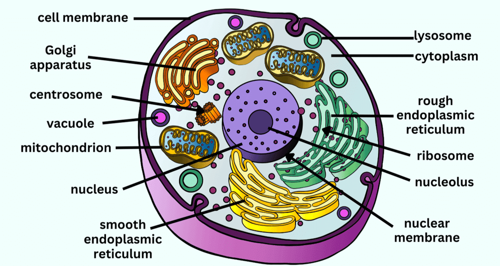 Important Diagrams: Cell - The Unit of Life - Part 1 - Biology Class 11 ...