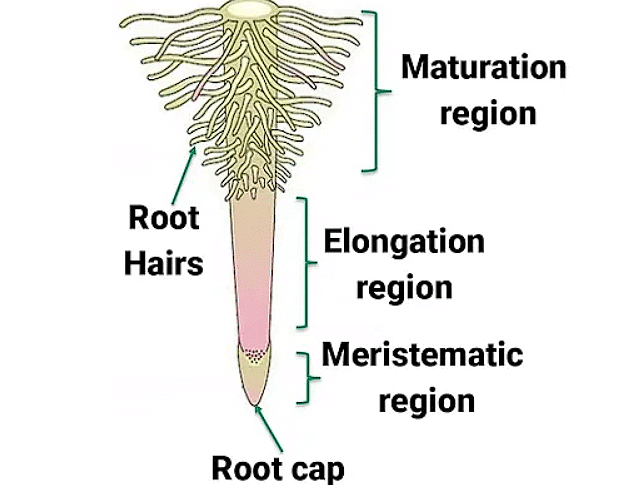 The Root: Types, Regions and Modifications - Biology Class 11 - NEET ...