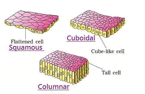 Epithelial Tissue - Biology Class 11 - NEET PDF Download