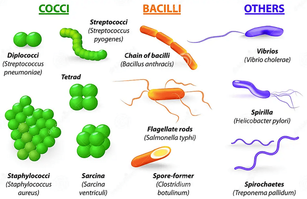 Important Diagrams NEET : Biological Classification - Biology Class 11 ...