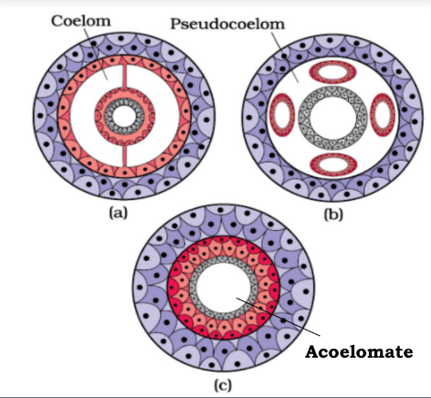 Important Diagrams: Animal Kingdom - Biology Class 11 - NEET PDF Download