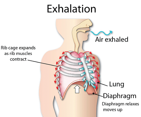 Respiration in Organisms Class 7 Notes Science Chapter 6 Free PDF