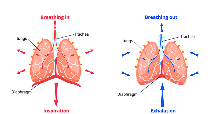 Respiration in Organisms Class 7 Notes Science Chapter 6 Free PDF