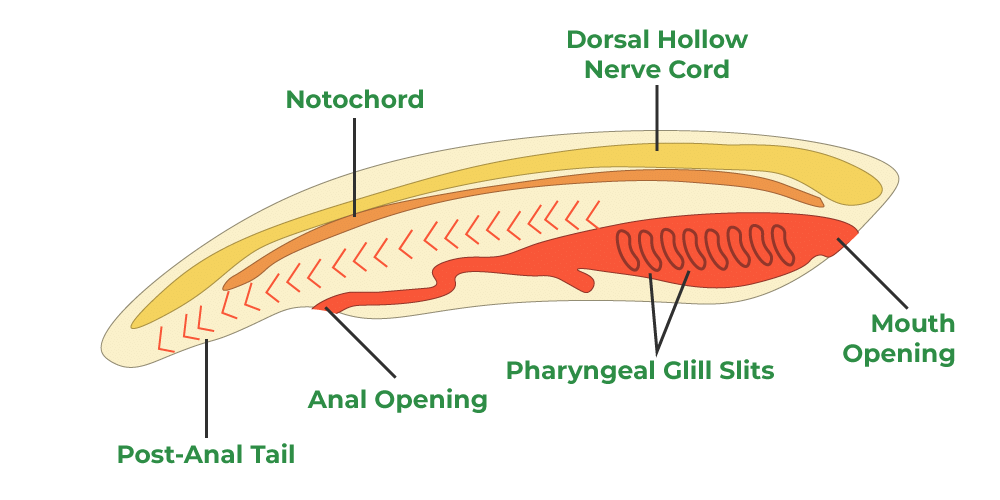 Important Diagrams: Animal Kingdom - Biology Class 11 - NEET PDF Download