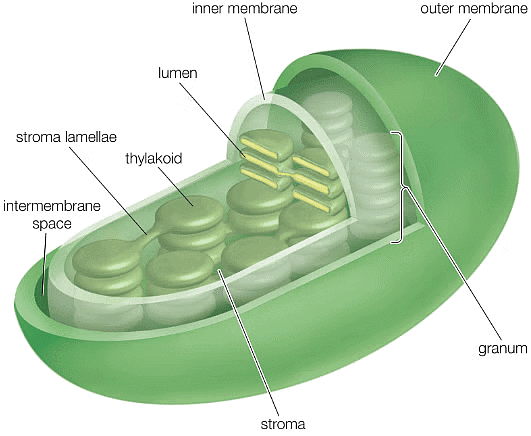 Cell Wall And Endomembrane System - Biology Class 11 - Neet Pdf Download