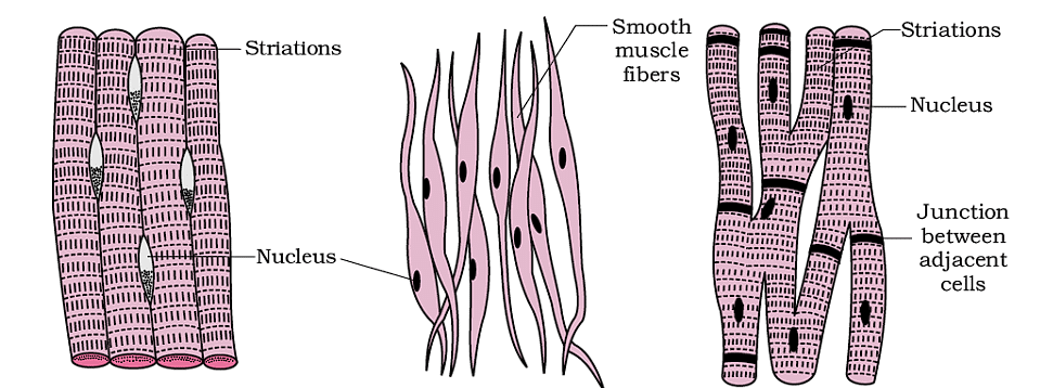 Structural Organization in Animals Chapter Notes - Biology Class 11 ...