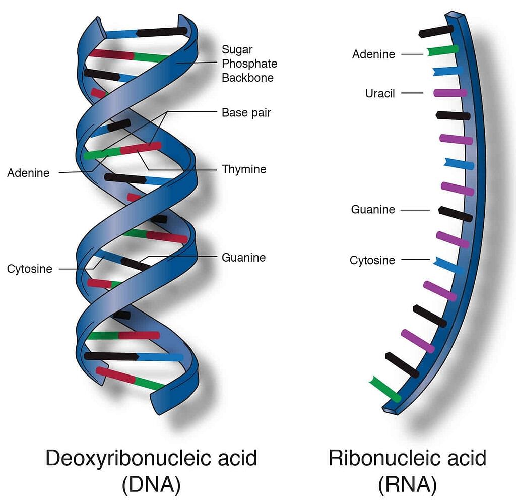 Types of Nucleic Acids