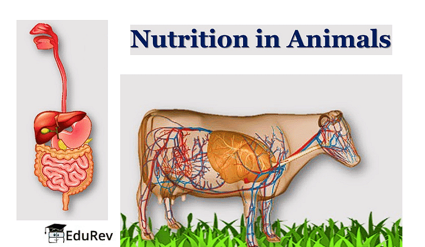 Nutrition in Animals Class 7 Notes Science Chapter 2