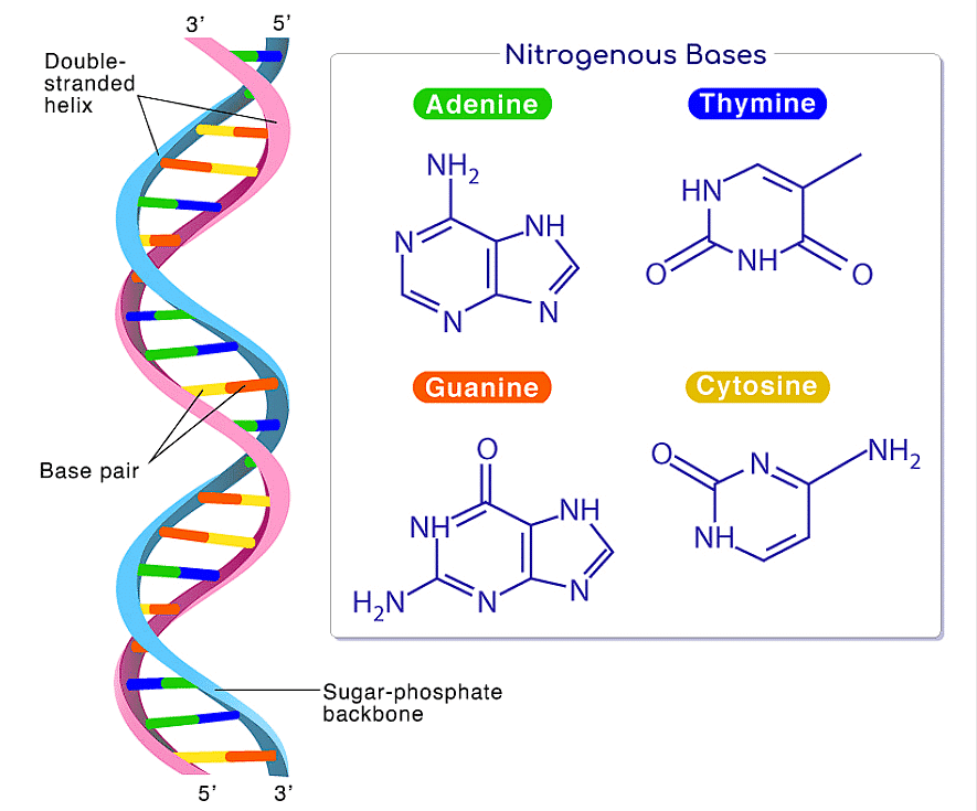 Composition of DNA