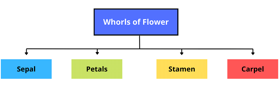 The Flower Parts And Functions
