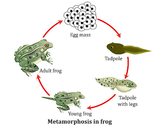 Reproduction in Animals Class 8 Notes Science Chapter 6 Free PDF