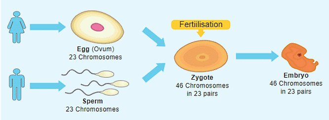 Reproduction in Animals Class 8 Notes Science Chapter 6 Free PDF