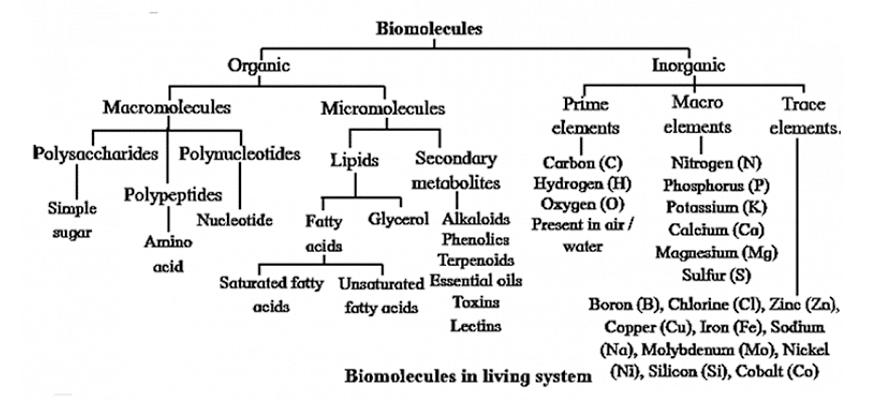 Important Flow Charts Biomolecules Neet Pdf Download