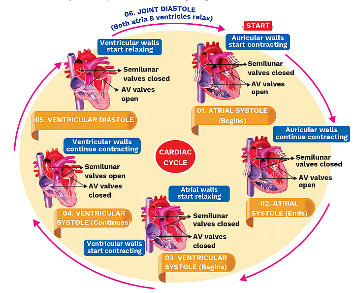 Cardiac Cycle and ECG - NEET PDF Download