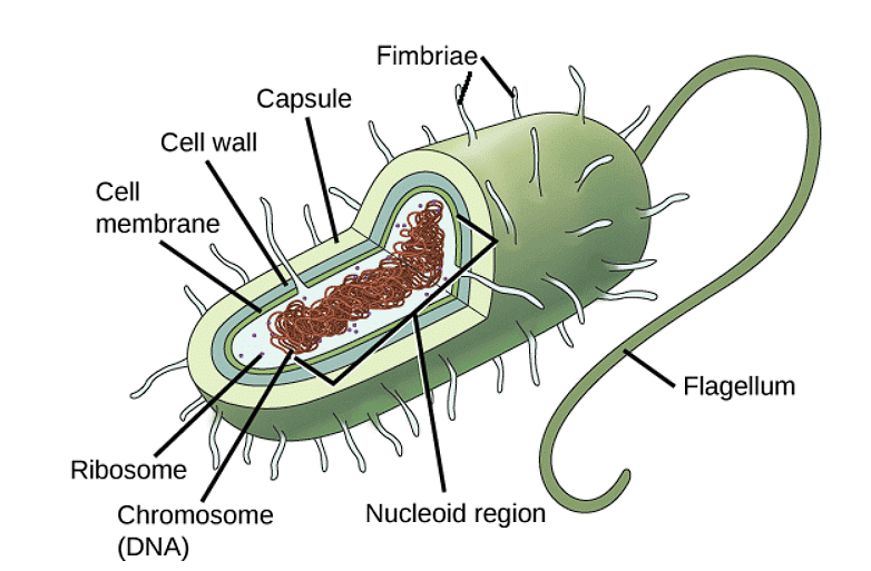 Cell Theory and Types of cells - Biology Class 11 - NEET PDF Download