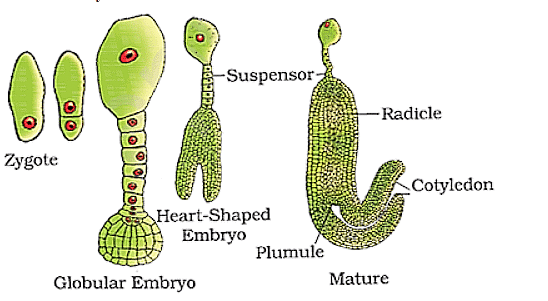 Stages of Embryo Development in Dicots