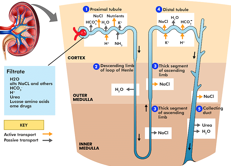 Mechanism of Urine Formation and Concentration of Filterate - Biology ...