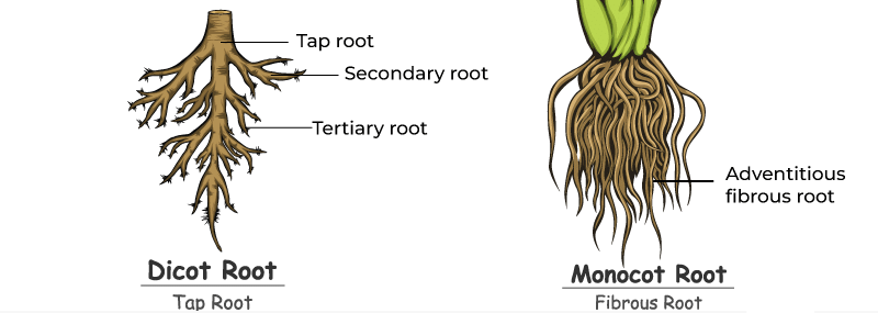 Important Diagrams: Morphology of Flowering Plants - Biology Class 11 ...