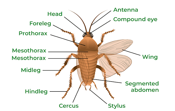 Structural Organization in Animals Chapter Notes - Biology Class 11 ...