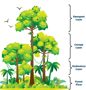 Forests - Our Lifeline Class 7 Notes Science Chapter 12 Free PDF