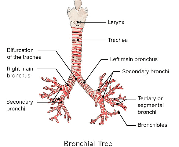 Human Respiratory System - Biology Class 11 - NEET PDF Download