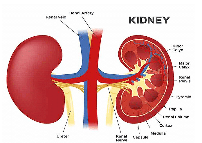 Structure of Kidneys - Biology Class 11 - NEET PDF Download