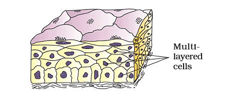 Structural Organization in Animals Chapter Notes - Biology Class 11 ...