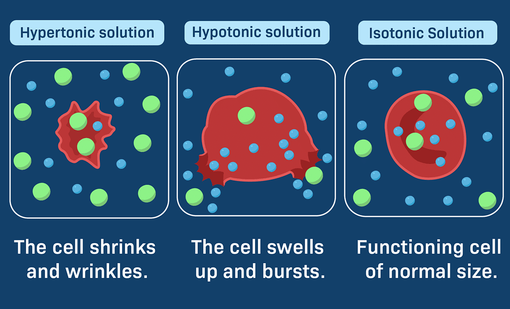 The Fundamental Unit of Life Class 9 Notes Science Chapter 5 Free PDF