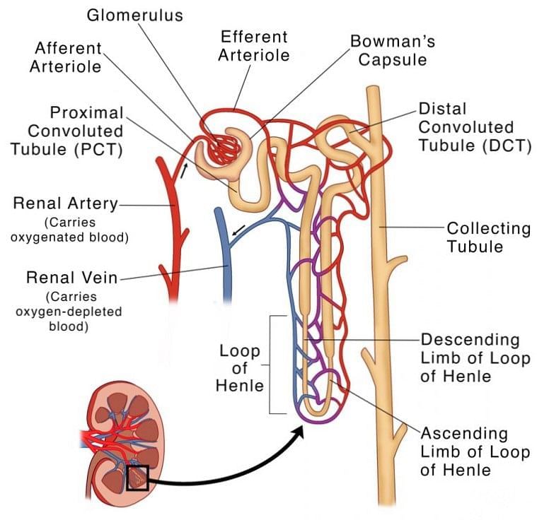 Excretion in Animals and Human Excretory System - Biology Class 11 ...