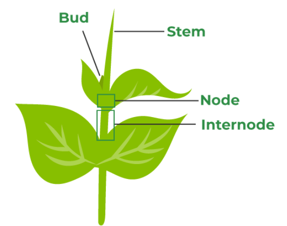 Morphology Of Flowering Plants Chapter Notes - Biology Class 11 - Neet 