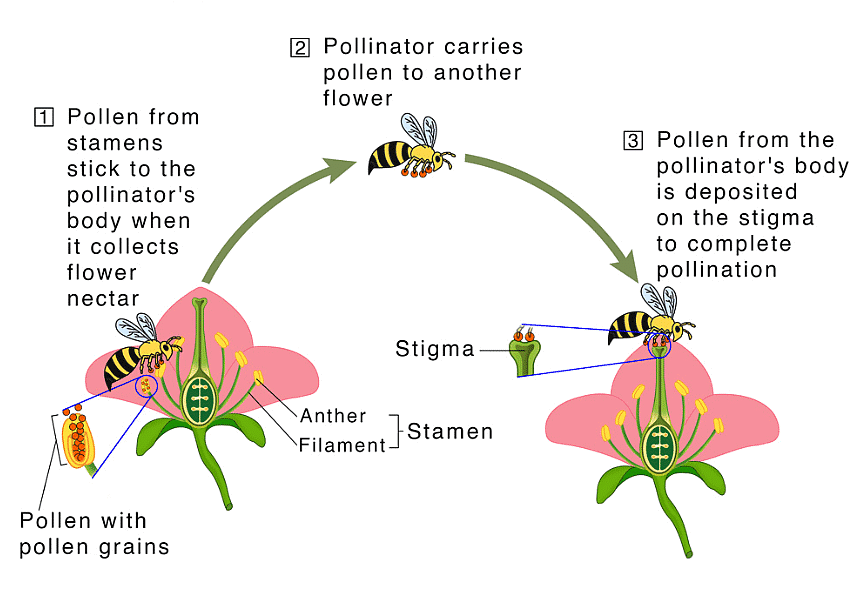 Important Diagrams Sexual Reproduction In Flowering Plants Biology Class 12 Neet Pdf Download 