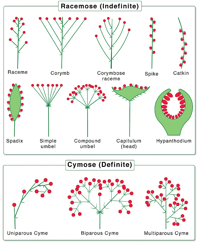 Morphology of Flowering Plants Chapter Notes - Biology Class 11 - NEET ...