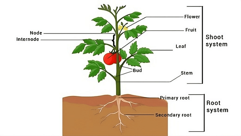 Morphology of Flowering Plants Chapter Notes - Biology Class 11 - NEET ...