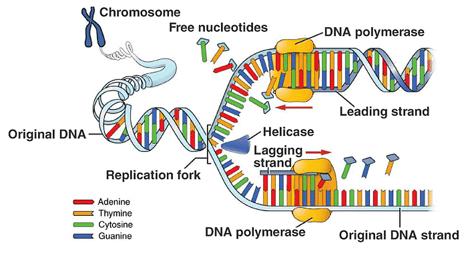 RNA World, DNA Replication and its Enzymes Biology Class 12 NEET