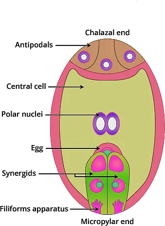 Important Diagrams: Sexual Reproduction in Flowering Plants - Biology ...