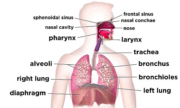 Larynx Anatomy: Gross Anatomy, Functional Anatomy of the Larynx, Laryngeal  Tissue