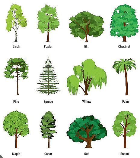 Getting to Know Plants Class 6 Notes Science Chapter 4 Free PDF