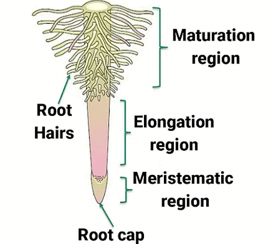 Morphology of Flowering Plants Chapter Notes - Biology Class 11 - NEET ...