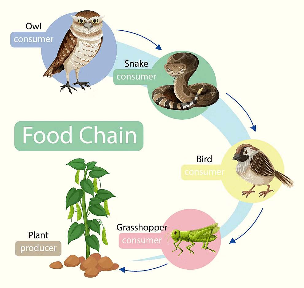 Energy Flow, Trophic Level and Food Chain - Biology Class 12 - NEET PDF ...