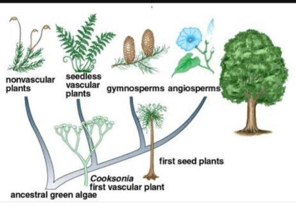 Class 9 Diversity in Living Organism Kingdom plantae PDF Download