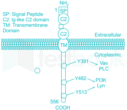 A transmembrane glycoprotein of the immunoglobulin superfamily, CD19 ...