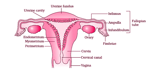 Draw a neat labelled diagrammatic sectional view of female ...