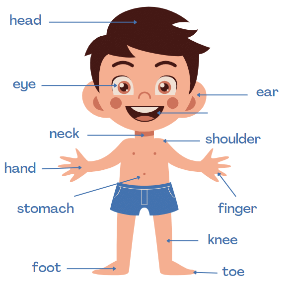 Our Body Class 1 Notes EVS Free PDF