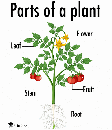 Plants Around Us Class 1 Notes Science Free PDF