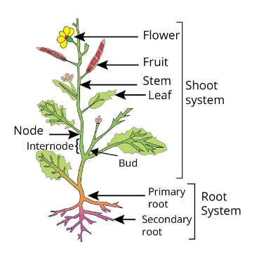 Textbook Solutions: Getting to Know Plants - Eureka Plus Class 6: Book ...