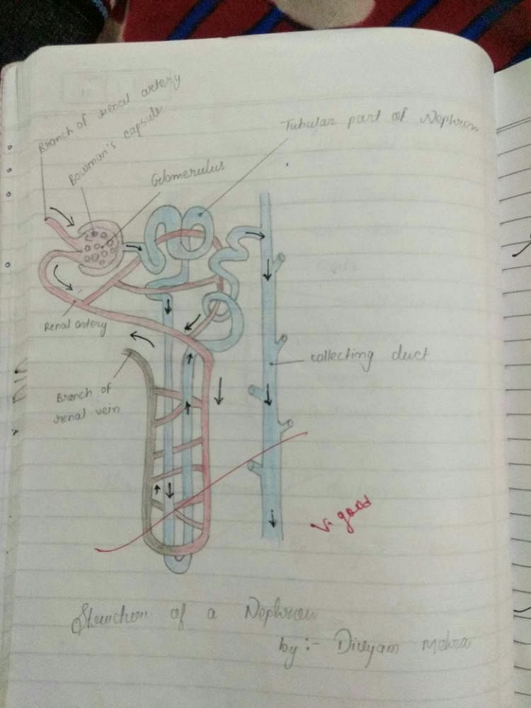 explain nephron its function with easy diagram