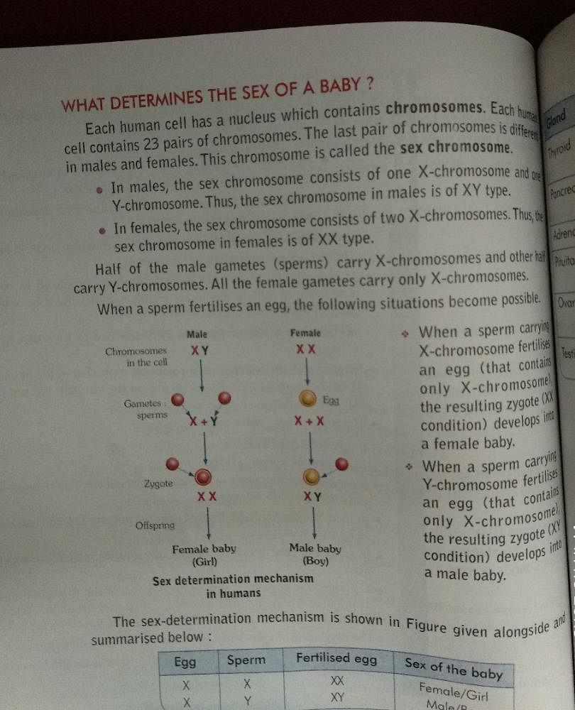 explain the sex determination of baby in human with diagram ? Related:  Determination of Sex of a Baby, Reaching the Age of Adolescence, Class 8  Science - EduRev Class 8 Question