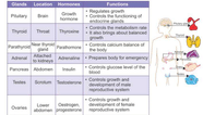 List Of Important Hormones And Their Functions Hormon Vrogue co